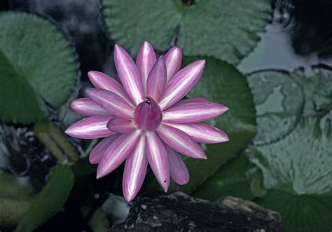 睡蓮 花式圖|睡蓮(睡蓮科睡蓮屬水生植物):形態特徵,生長習性,地理分布,繁殖方。